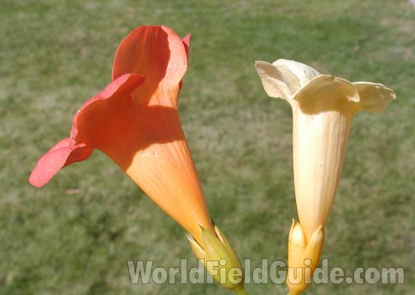 Tecoma Stans - Flowers - Side View<br>(Location of Picture: Garden, Omak Washington, USA, 2008)