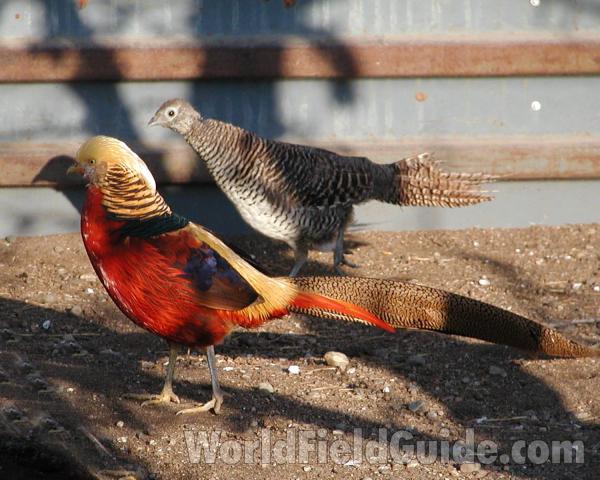 Pair<br>(Location of Picture: Pets, Okanogan, Wa, USA, 2008)