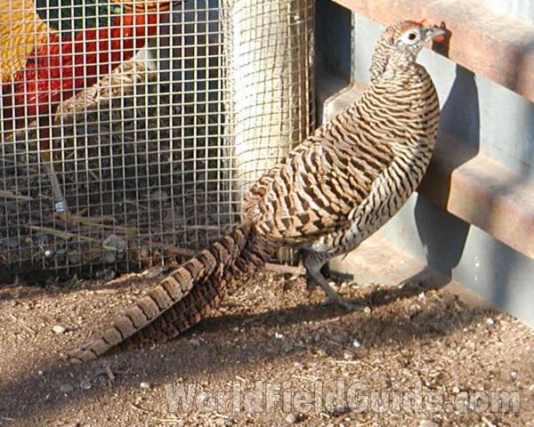 Female<br>(Location of Picture: Pets, Okanogan, Wa, USA, 2008)