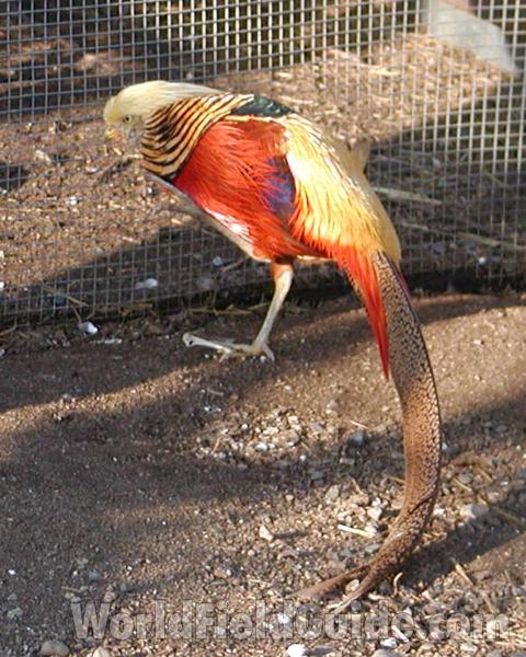 View Of Male Tail<br>(Location of Picture: Pets, Okanogan, Wa, USA, 2008)