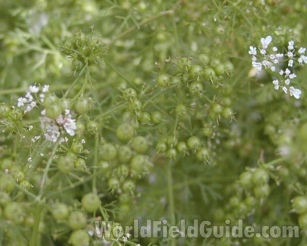 Fruits<br>(Location of Picture: Okanogan, Wa, USA, 2008)