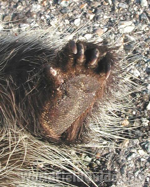 Rear Foot With 5 Claws<br>(Location of Picture: Conconully, Wa, USA, 2008)