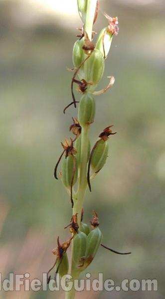 Seed Pods<br>(Location of Picture: Conconully, Wa, USA, 2008)