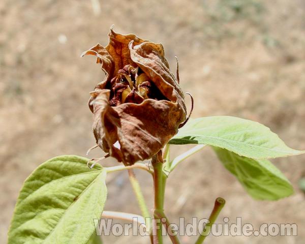 Seed Head<br>(Location of Picture: Garden, Okanogan, Wa, USA, 2008)