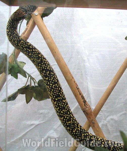 Dorsal View Of Climbing Specimen<br>(Location of Picture: Pet Fair, Okanogan, Wa, USA, 2008)