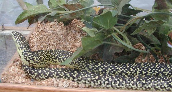 Side View Of Body<br>(Location of Picture: Pet Fair, Okanogan, Wa, USA, 2008)