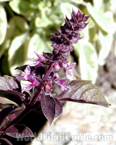 Top Of Plant in  Bloom - Red<br>(Location of Picture: Garden, Okanogan, Wa, USA, 2008)