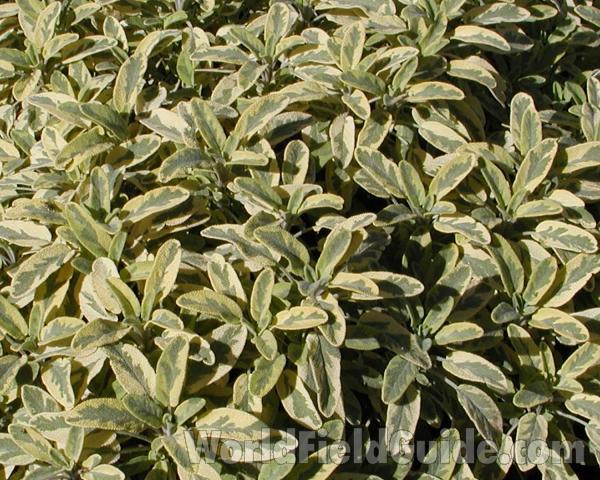 Golden Leaves<br>(Location of Picture: Garden, Okanogan, Wa, USA, 2008)