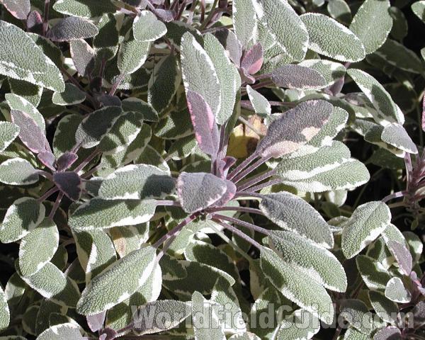 Tricolor Leaves<br>(Location of Picture: Garden, Okanogan, Wa, USA, 2008)