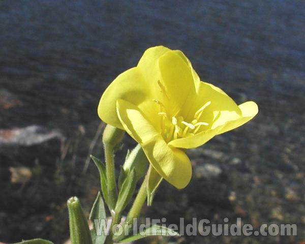 Flower - Front View<br>(Location of Picture: Columbia River, Washington, 2008)