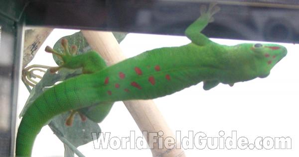 Dorsal View Through Glass<br>(Location of Picture: Pet Fair, Okanogan, Wa, USA, 2008)