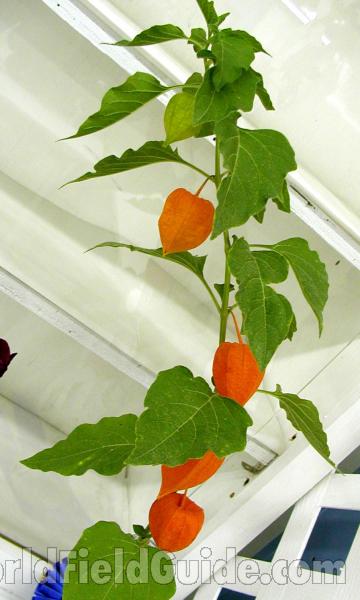 Silhouette With Pods<br>(Location of Picture: Garden, Okanogan, Wa, USA, 2008)