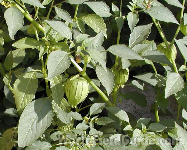 Leaves and Fruit<br>(Location of Picture: Garden, Okanogan, Wa, USA, 2008)
