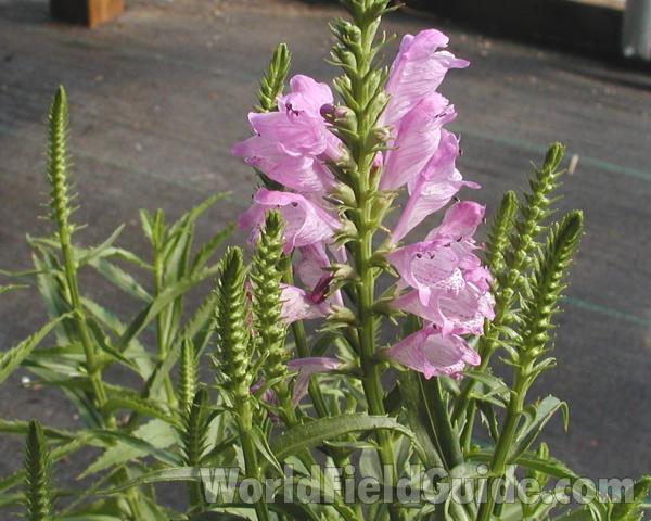 Top Of Plant in  Bloom<br>(Location of Picture: Garden, Okanogan, Wa, USA, 2008)