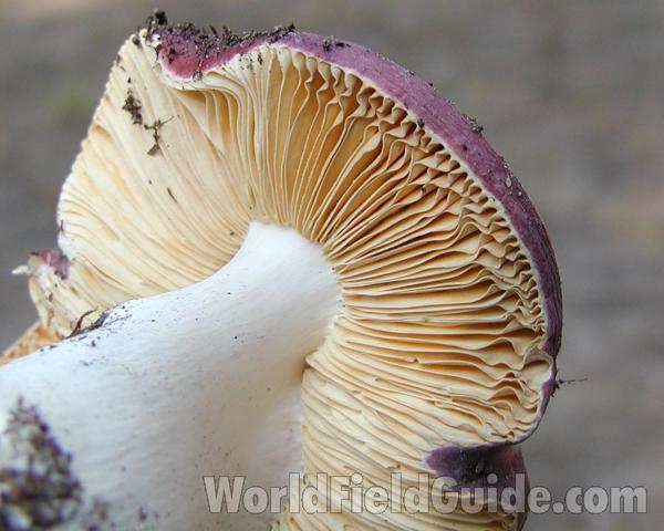 Gills<br>(Location of Picture: Conconully Washington, USA, 2008)