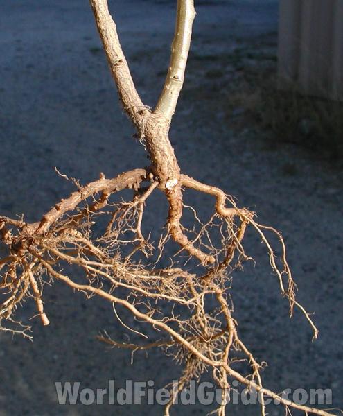 Roots<br>(Location of Picture: Okanogan, Washington, USA, 2008)