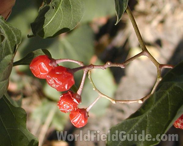 Fruits<br>(Location of Picture: Okanogan, Washington, USA, 2008)