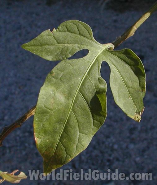 Leaf<br>(Location of Picture: Okanogan, Washington, USA, 2008)