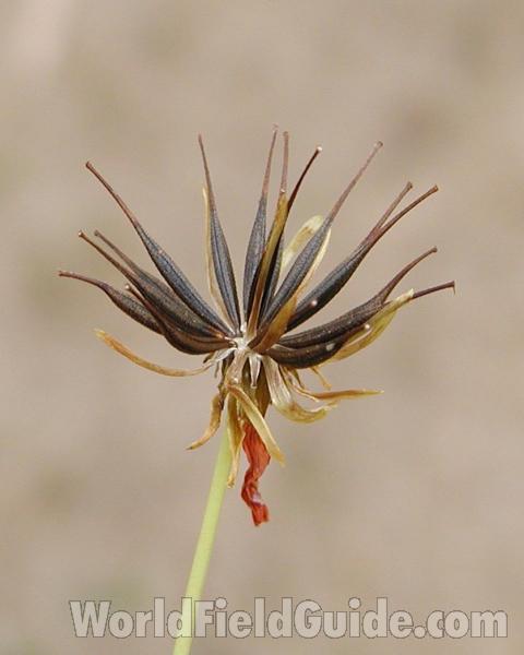 Seeds<br>(Location of Picture: Private Garden, Okanogan, Wa, USA,)
