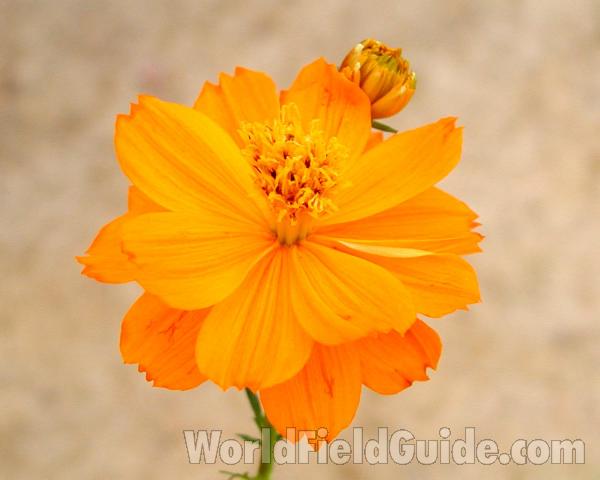 Flower - Front View<br>(Location of Picture: Private Garden, Okanogan, Wa, USA,)