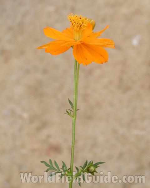 Top Of Plant in  Bloom<br>(Location of Picture: Private Garden, Okanogan, Wa, USA,)