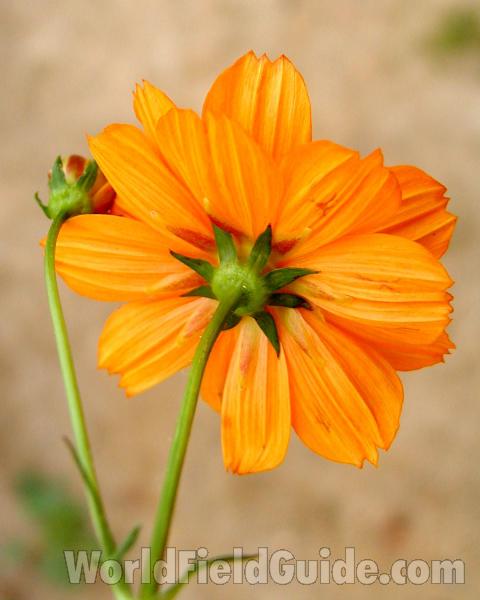Flower - Rear View<br>(Location of Picture: Private Garden, Okanogan, Wa, USA,)