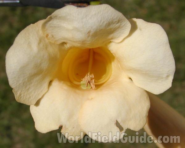 Flower - Front View<br>(Location of Picture: Omak, Washington, USA, 2008)