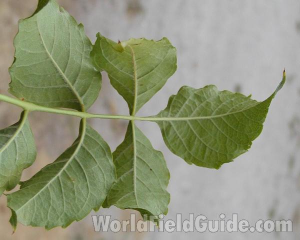 Leaves<br>(Location of Picture: Omak, Washington, USA, 2008)