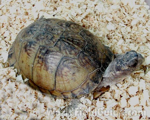 Angle View<br>(Location of Picture: Reptile Show, Okanogan, Wa, 2008)