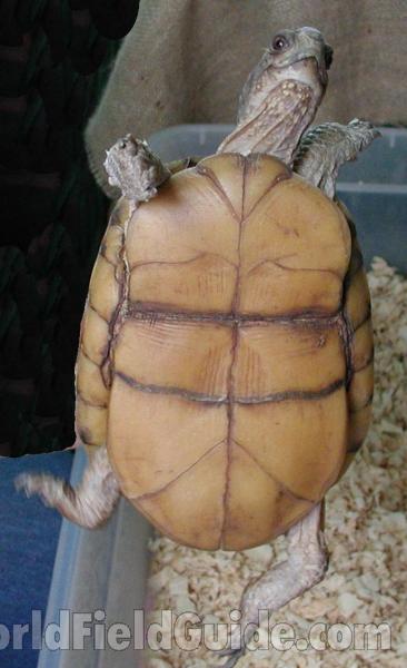 Hinged Bottom<br>(Location of Picture: Reptile Show, Okanogan, Wa, 2008)