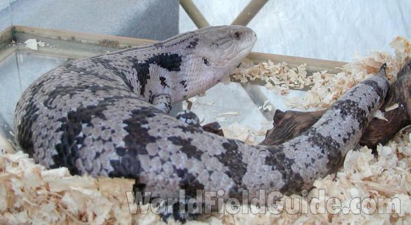 In Cage<br>(Location of Picture: Reptile Show, Okanogan, Wa, 2008)