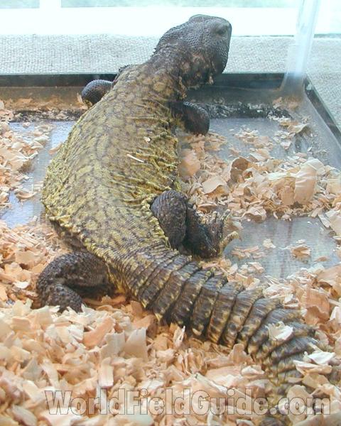 Single Example - View #2<br>(Location of Picture: Reptile Show, Okanogan, Wa, 2008)