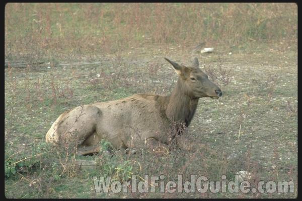In Habitat, in Plants, with Antlers<br>(Location of Picture: Rocky Mnt Natoinal Park)