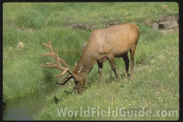 <br>(Location of Picture: Yellowstone Park, USA)