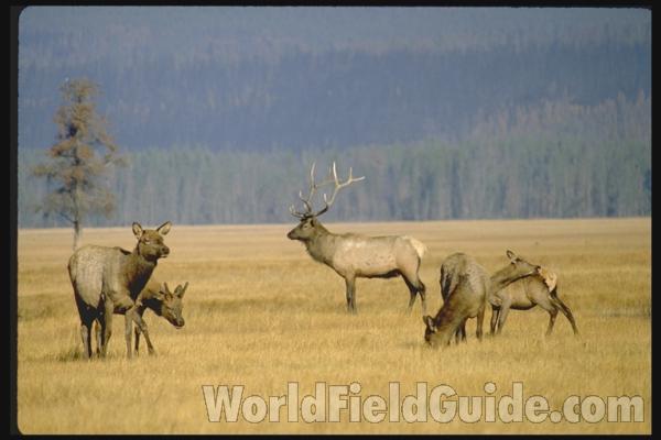 <br>(Location of Picture: Yellowstone Park, USA)<br>(Location of Picture: Yellowstone Park, USA)<br>(Location of Picture: Yellowstone Park, USA)