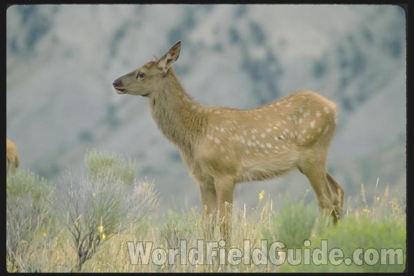<br>(Location of Picture: Yellowstone Park, USA)