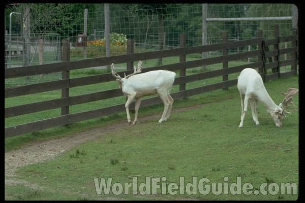 <br>(Location of Picture: Zoo In New York, USA)<br>(Location of Picture: Zoo In New York, USA)