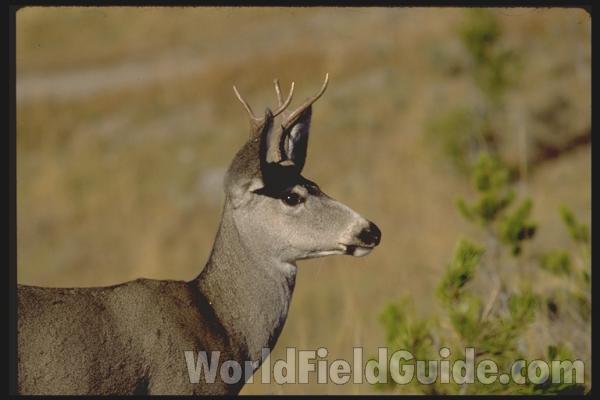 <br>(Location of Picture: Yellowstone Park, USA)