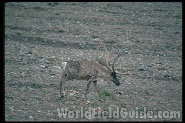 <br>(Location of Picture: British Colombia, Canada)<br>(Location of Picture: Alaska, USA)