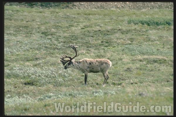 <br>(Location of Picture: British Colombia, Canada)<br>(Location of Picture: Alaska, USA)<br>(Location of Picture: Alaska, USA)