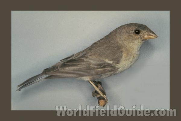 Female - Museum Specimen<br>(Location of Picture: FMNH of Chicago)