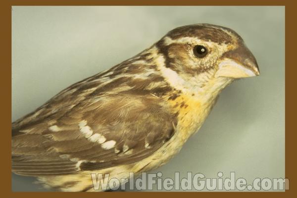 Female<br>(Location of Picture: FMNH of Chicago)