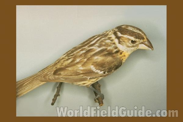Female<br>(Location of Picture: FMNH of Chicago)