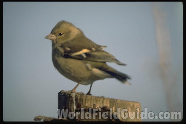 <br>(Location of Picture: United Kingdom)<br>(Location of Picture: United Kingdom)