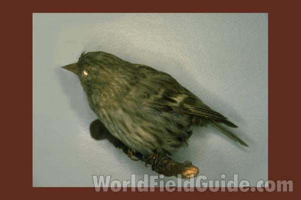 Top View<br>(Location of Picture: Neville Ridge, Wa, USA, 2005)