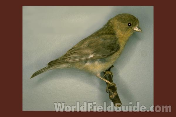 Museum Specimen<br>(Location of Picture: FMNH of Chicago)