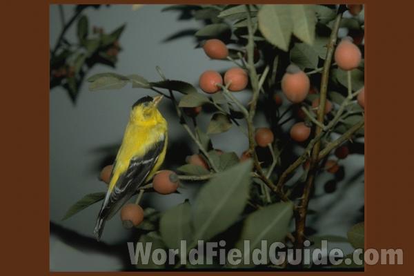 Museum Specimen<br>(Location of Picture: Field Museum of Chicago)