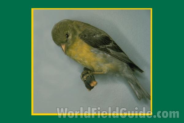 Museum Specimen<br>(Location of Picture: Field Museum of Chicago)