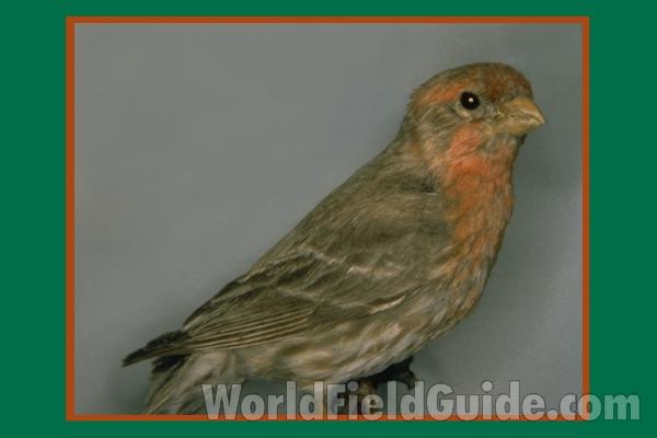 Male- Museum Specimen<br>(Location of Picture: FMNH of Chicago)