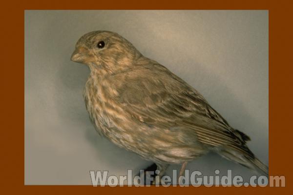 Female - Museum Specimen<br>(Location of Picture: FMNH of Chicago)